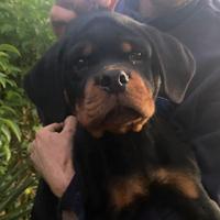 Rottweiler pedigree enci