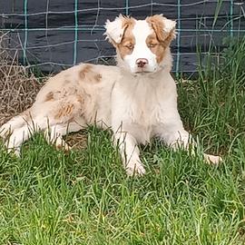 Cucciolo border collie