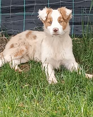 Cucciolo border collie