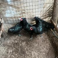 Australorp