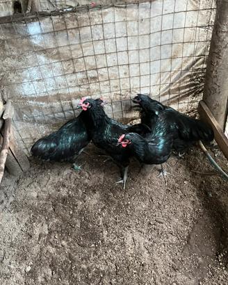 Australorp