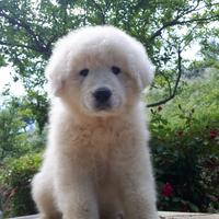 Cuccioli cane pastore maremmano abruzzese