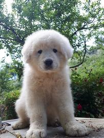 Cuccioli cane pastore maremmano abruzzese