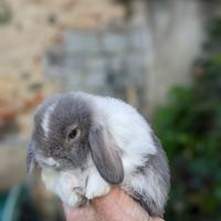 Conigli nani MINILOP