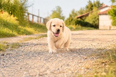 Dolcissima cucciola di Labrador Retriever