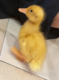 Animali