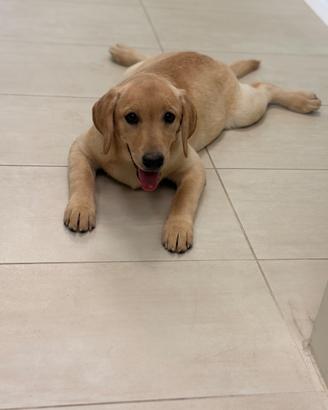 Labrador pedigree