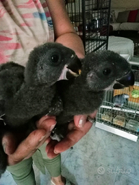 Pappagallo ecletto pulli