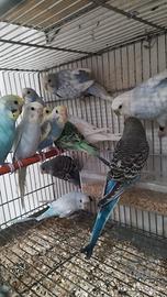 Coccoritti