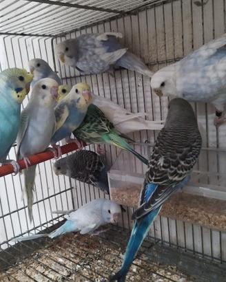 Coccoritti