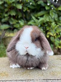 Conigli Minilop
