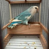 Inseparabile pezzato blu