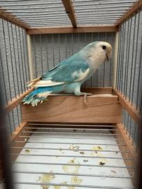 Inseparabile pezzato blu