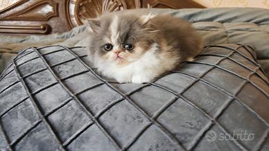 Gatto persiano ipertipico