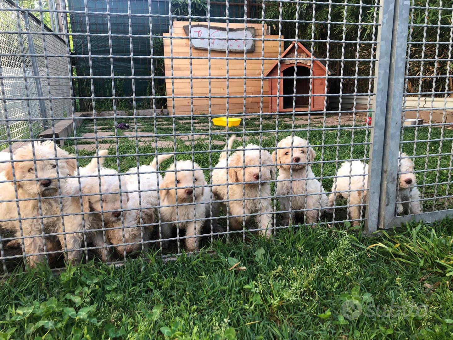 Cani addestrati da tartufo - Animali In vendita a Bologna