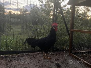 Gallo Ancona