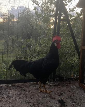 Gallo Ancona