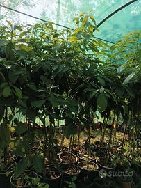 Pianta di Avocado 4-5 anni Varietà Pinkerton