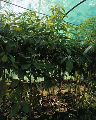 Pianta di Avocado 4-5 anni Varietà Pinkerton