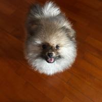 Cucciolo di Spitz nano maschietto