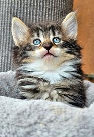 Cucciolo norvegese con pedigree