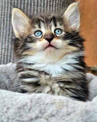 Cucciolo norvegese con pedigree