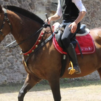 Cavalla con documenti apa