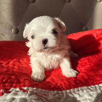 Maltese coreano