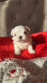 Maltese coreano