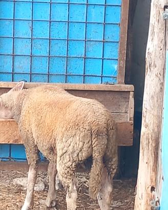 Agnello