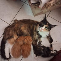 Simil Maine coon maschi e femmine
