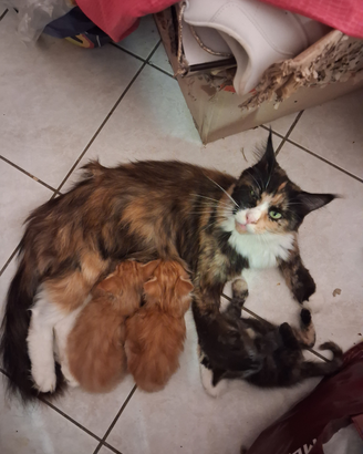 Simil Maine coon maschi e femmine