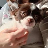 Chihuahua con pedigree