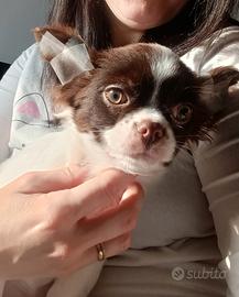 Chihuahua con pedigree