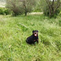 Rottweiler