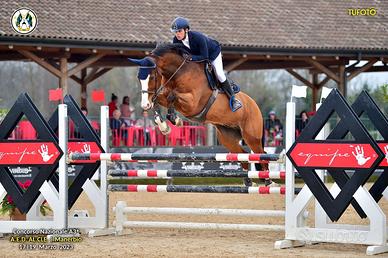 Cavallo da Salto Ostacoli