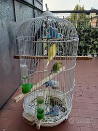 Vendita gabbia con 7 uccelli