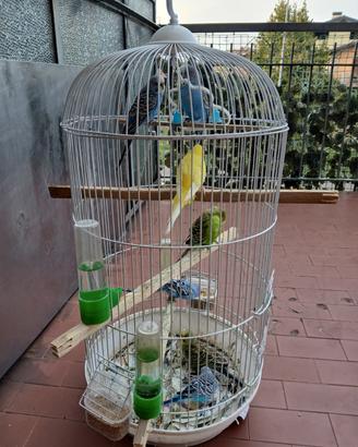 Vendita gabbia con 7 uccelli
