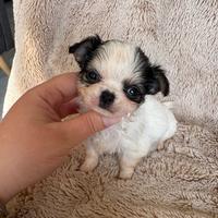 Chihuahua meraviglioso