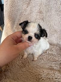 Chihuahua meraviglioso