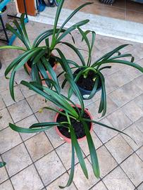 Piante di Clivia Arancioni 