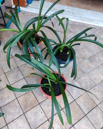 Piante di Clivia Arancioni 