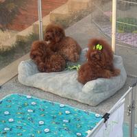 Barboncino mini Toy Red disponibile per monte