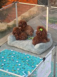 Barboncino mini Toy Red disponibile per monte