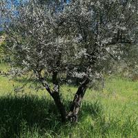 Alberi di Ulivo molto belli