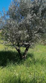 Alberi di Ulivo molto belli