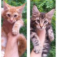 Cuccioli Maine Coon con pedigree, Red & Brown