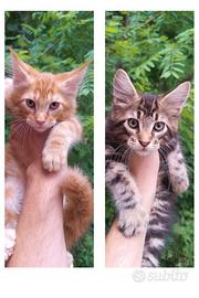 Cuccioli Maine Coon con pedigree, Red & Brown