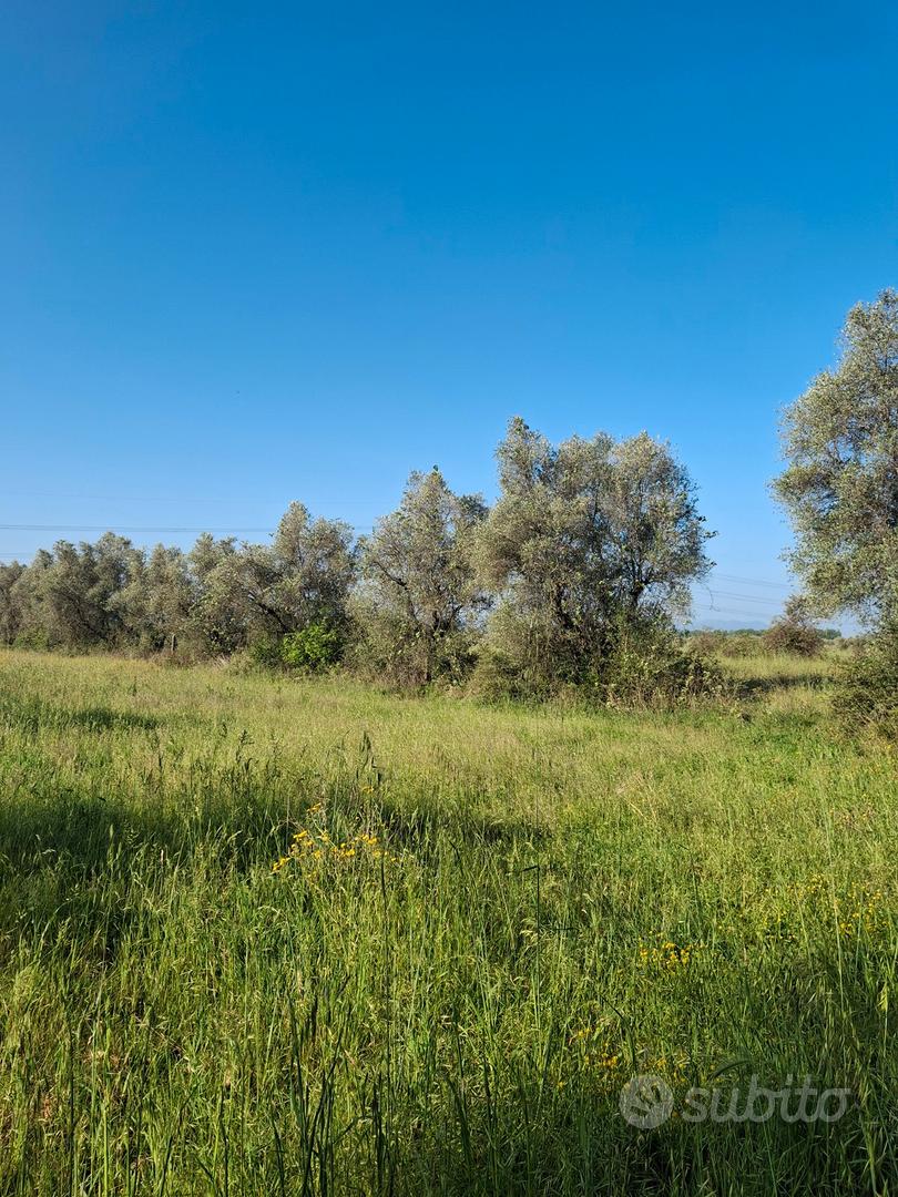 Terreno agricolo - Vista 2