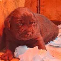 Disponibili Cuccioli di Labrador Retriver